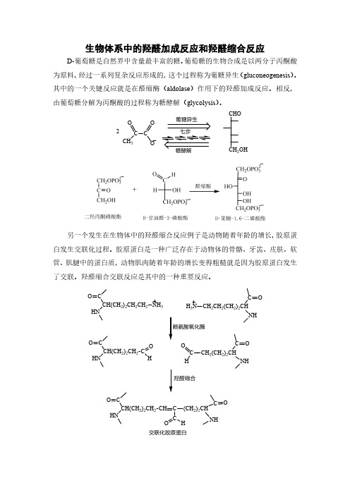 生物体系中的羟醛加成反应和羟醛缩合反应