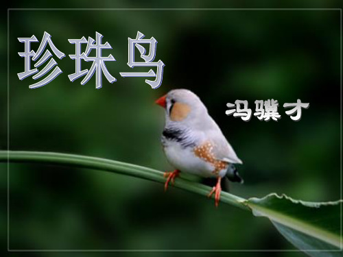 六年级上册语文课件《珍珠鸟》|北京版 (共24张PPT)