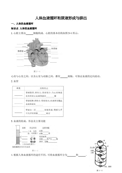 2020年中考二轮复习(生物)人体血液循环、尿液形成与排出(知识点+针对练习)