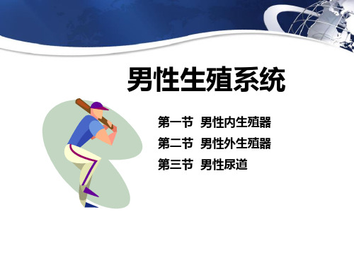 解剖学之男性生殖系统 PPT