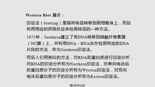 WesternBlot详解及问题分析