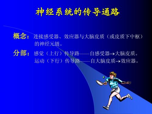 神经系统的传导通路 人体解剖学 系统解剖学