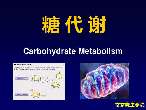 第22章 糖酵解作用