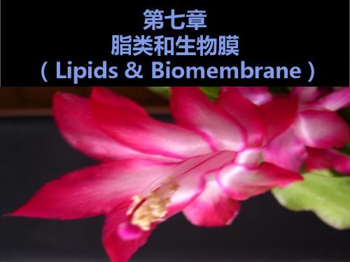 生物化学  第7章脂质和生物膜