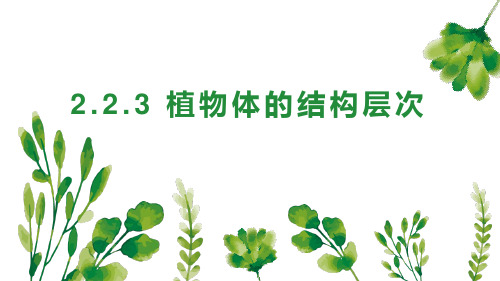 2.2.3 植物体的结构层次课件(23张PPT) 人教版生物七年级上册