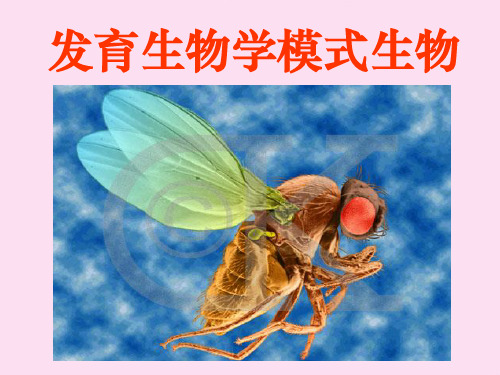 发育生物学发育生物学模式生物