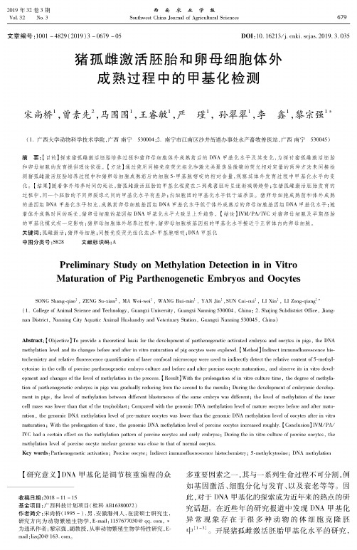 猪孤雌激活胚胎和卵母细胞体外成熟过程中的甲基化检测