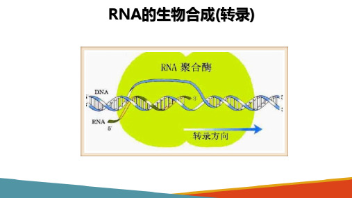 基因操作中常用的生化技术—RNA的生物合成