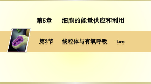 (新)人教版高中生物必修一第五章 第三节线粒体与有氧呼吸