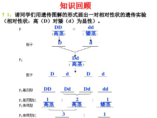 生物：1.2《孟德尔的豌豆杂交实验(二)》课件(新人教版必修2)