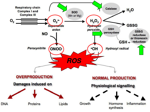 XBP1调控胶质瘤细胞氧化应激的实验研究