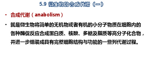 5.9 微生物的合成代谢(一)