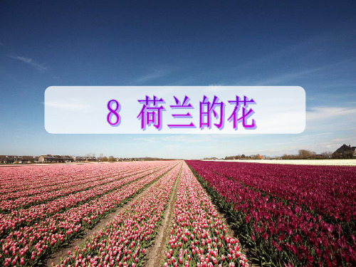 荷兰的花PPT