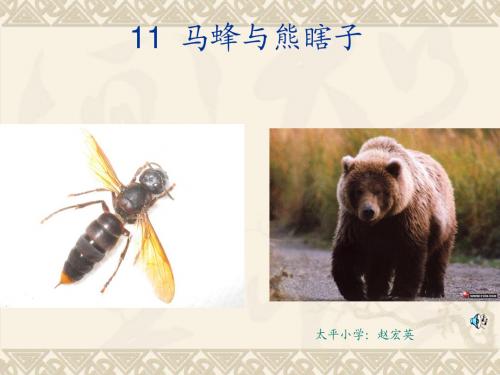 11马蜂与熊瞎子