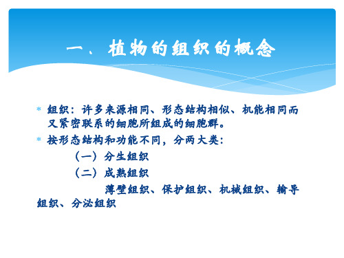 第一章药用植物的细胞与组织