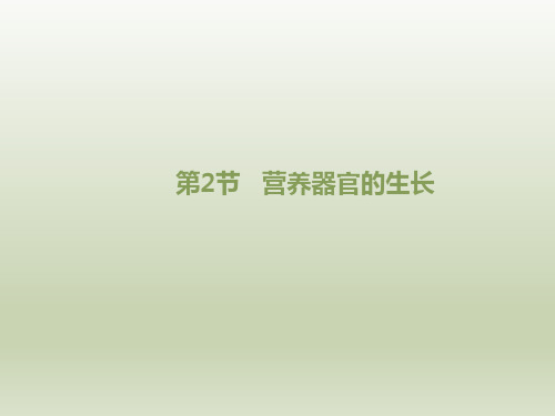 北师大版七年级生物上册《营养器官的生长》优教课件2