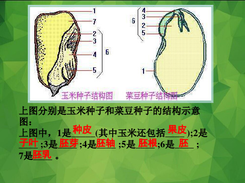 北师大版七年级上册1.6.2植物营养器官的生长课件