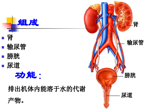 系统解剖学ppt课件泌尿系统