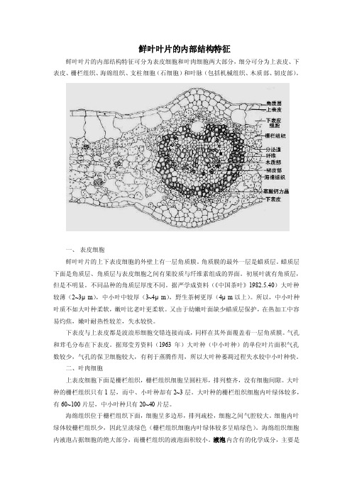 鲜叶叶片的内部结构特征