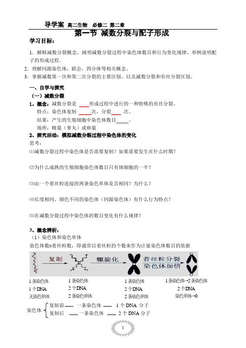 导学案--减数分裂与配子形成(含答案)汇总