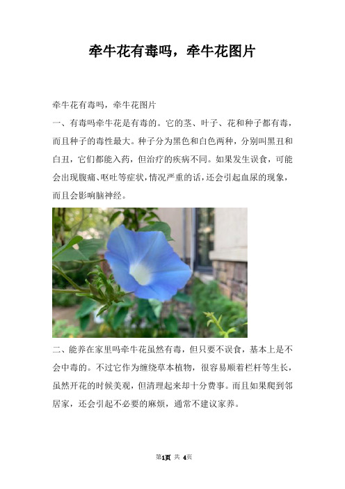 牵牛花有毒吗，牵牛花图片