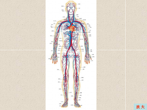 第一二节脉管系统总论动脉ppt课件