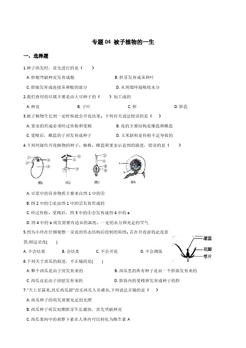 3.20生物随堂练习 被子植物的一生