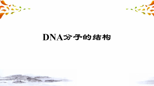 3.2人教版必修2生物：3.2 DNA分子的结构 课件(共20张PPT)