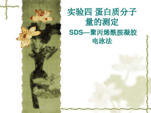 SDS-PAGE电泳1.