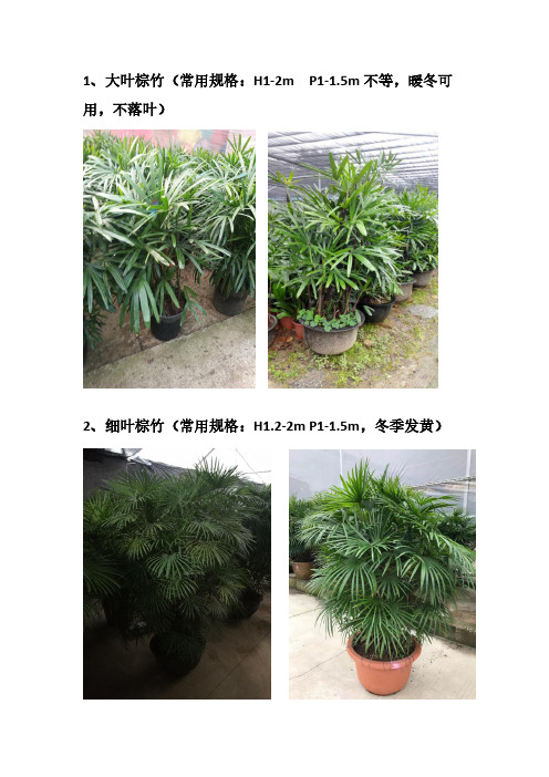 常用花镜植物可越冬完美版(图片、规格、特点)