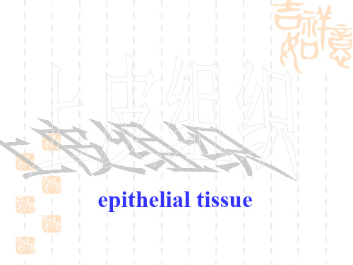 上皮组织 (1)