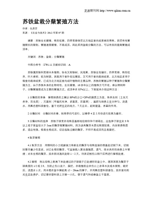 苏铁盆栽分蘖繁殖方法