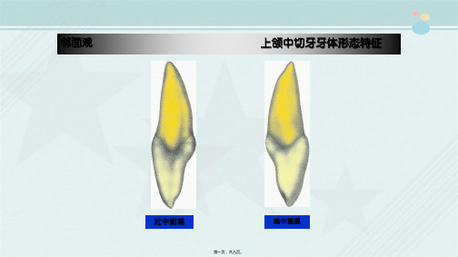 口腔医学专业《牙体解剖(12)上颌中切牙牙体形态特征(邻面观)》