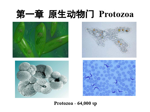 大学动物学--原生动物