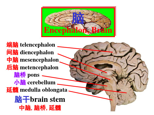 系统解剖学7脑干小脑课件