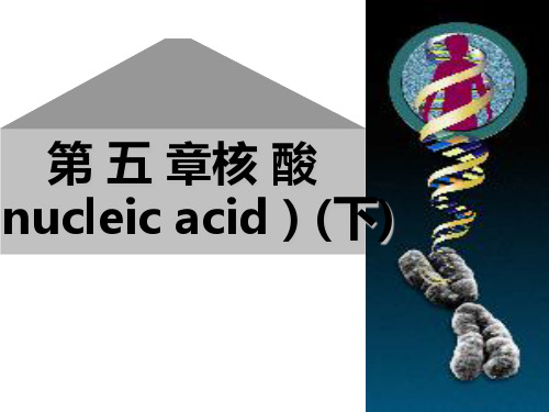 生物化学 第5章 核酸(2)