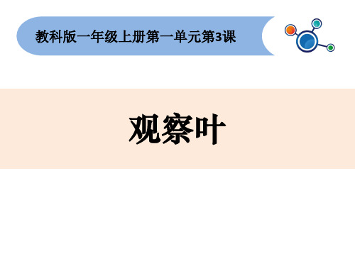 一年级上册科学课件-1.3观察叶 ｜教科版