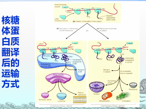 【细胞生物学】内膜系统与蛋白质分选和膜运输2