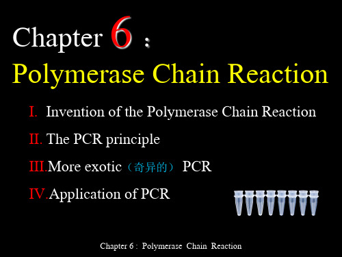 PCR 双语 PPT