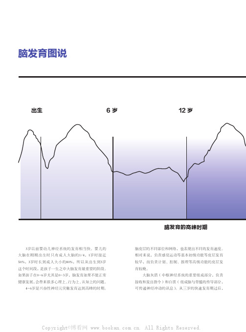 脑发育图说