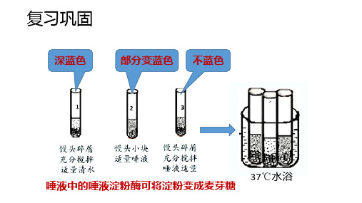 4.2.2消化和吸收(第二课时)课件 七年级下册