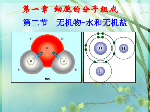 高中生物-无机物-水和无机盐 PPT课件 图文