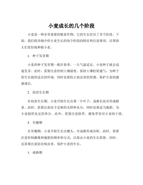 小麦成长的几个阶段