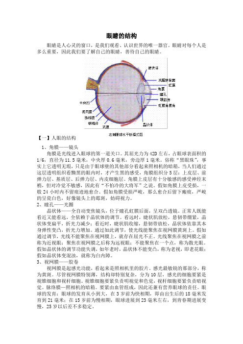 眼睛的结构