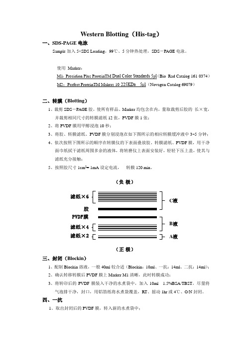 Western blotting操作流程