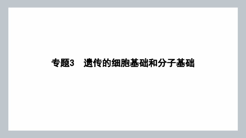 高考生物(江苏适用)二轮专题复习课件专题三《遗传的细胞基础和分子基础》第(1)讲 遗传的细胞基础