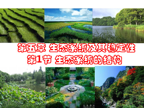 高中生物必修三第五章第一节生态系统的结构完整ppt课件