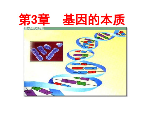 基因的本质说课资料