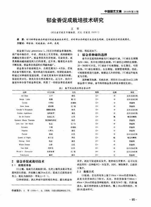 郁金香促成栽培技术研究