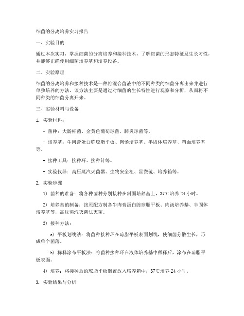 细菌的分离培养实习报告